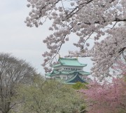 満開桜と名古屋城