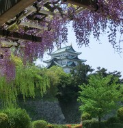 名古屋城と八尺藤