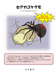 区もパンフ